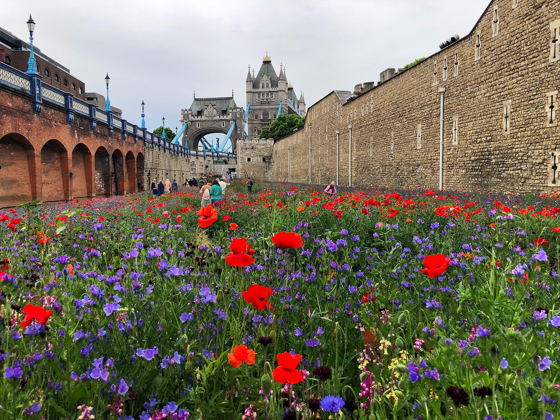 An overview of the immersive wildflower planting at Superbloom