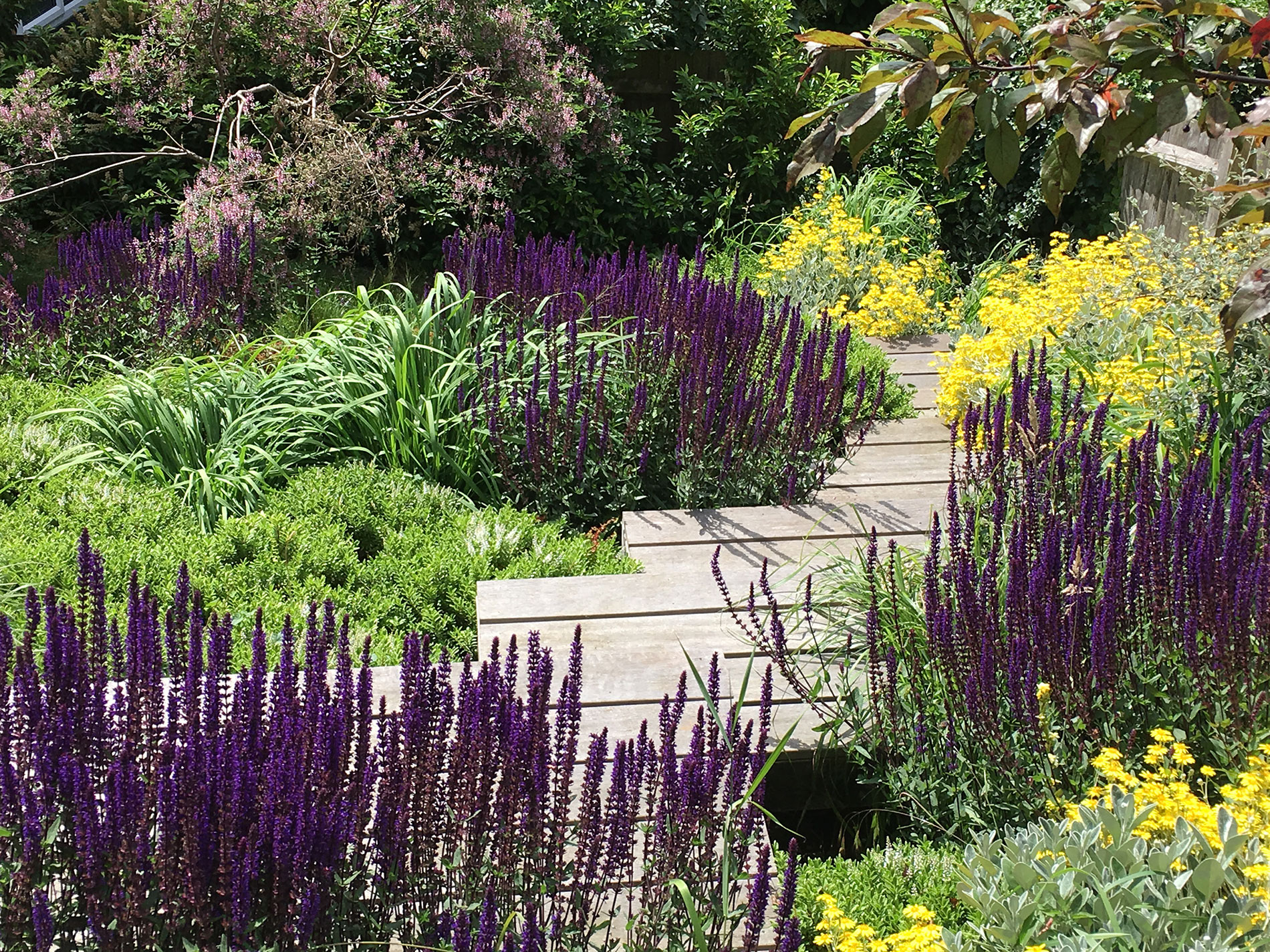 Heavily sloped site in Berkhamsted features hardwood platform step section surrounded by lush deep planting