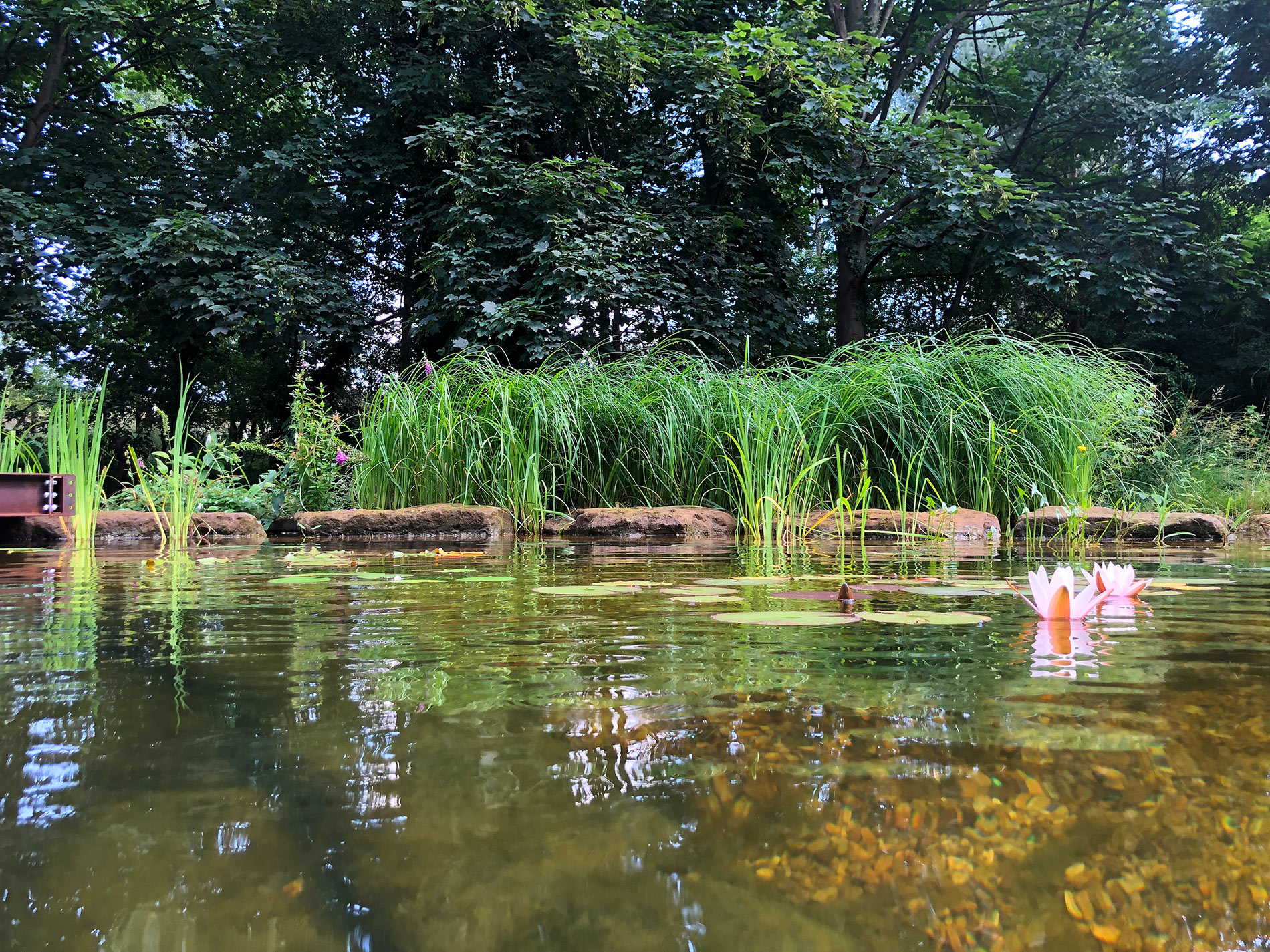 Grasses, reeds and water lillies in the filtered pond